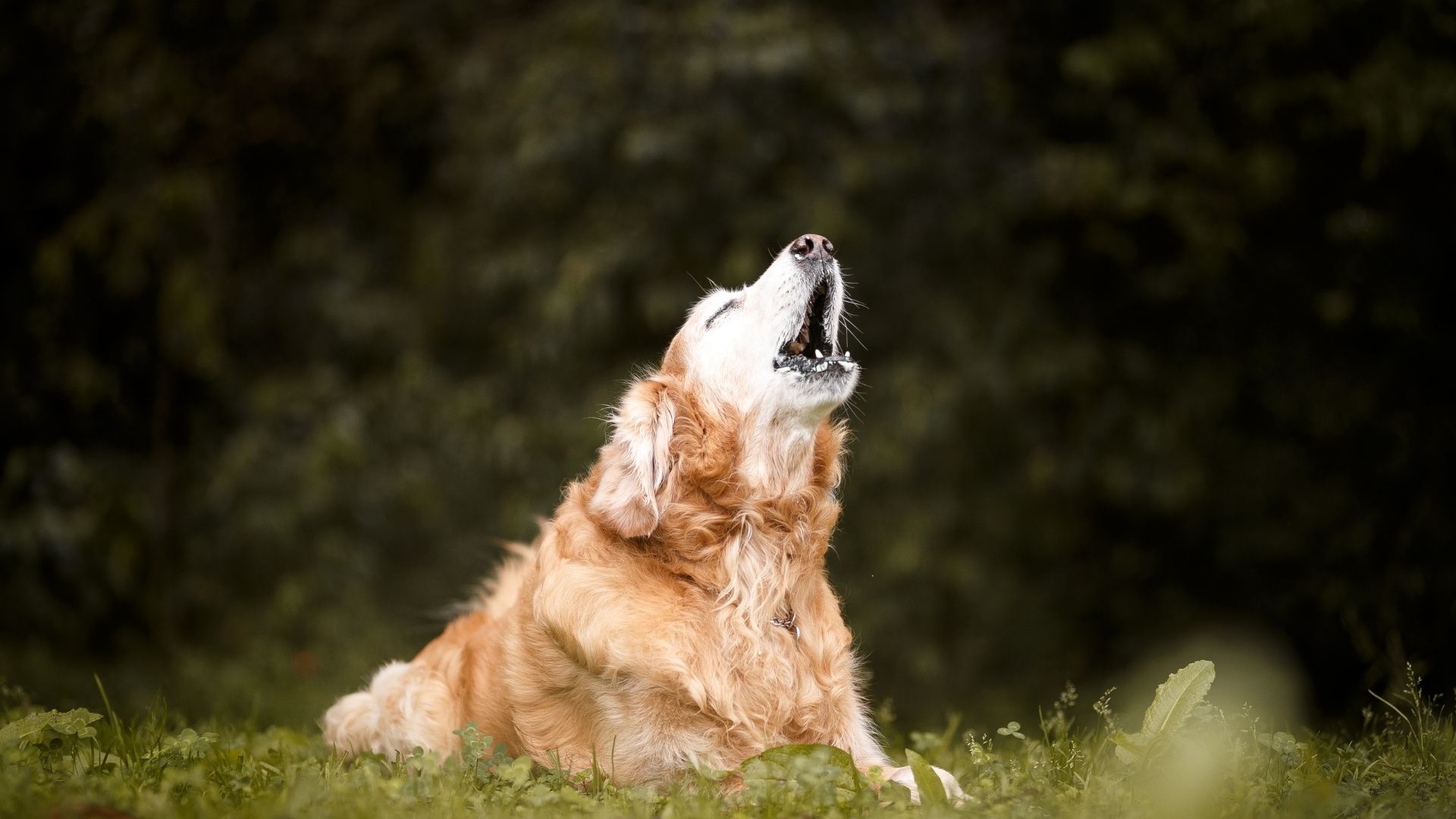 apartmanda rahatsızlık veren komşuya ne yapılmalıdır? Apartmanda köpeği havlayan komşu hakkında ne yapabilirim?