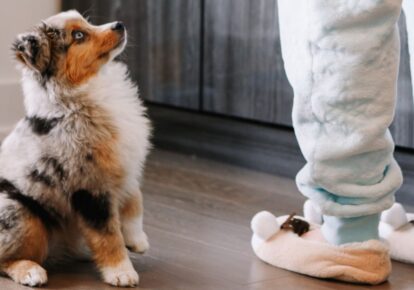 Köpek Besleyen Site Sakinine İhtarname Örneği