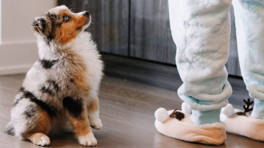 Köpek Besleyen Site Sakinine İhtarname Örneği